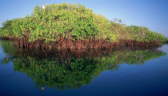 Manglar en Galapagos