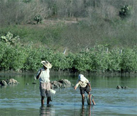 Marisqueo